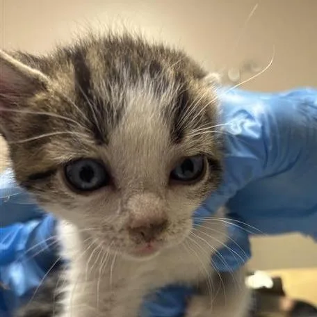 A baby small-sized male Brown / Chocolate Domestic Short Hair cat named Bobo for adoption in Tempe, AZ