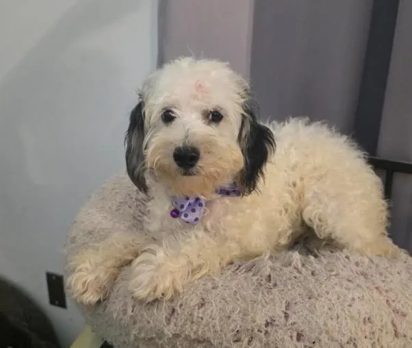 A baby small-sized female Maltipoo dog named Sadie for adoption in Manvel, TX
