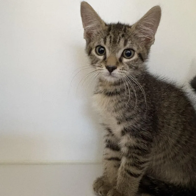 A baby small-sized male Brown / Chocolate Domestic Short Hair cat named Roofus for adoption in Phoenix, AZ