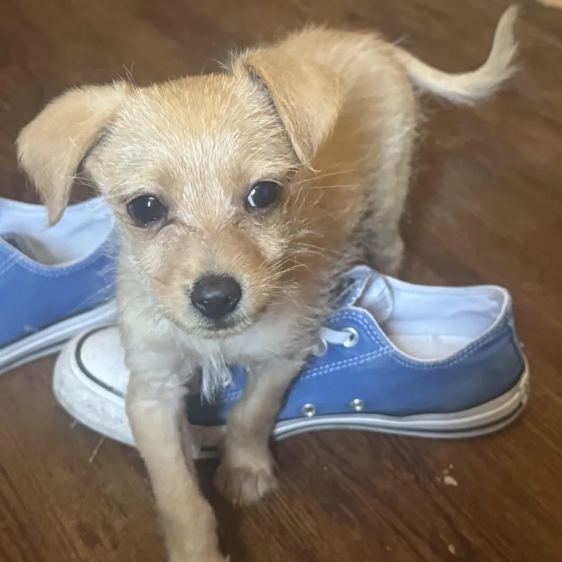 A young small-sized female Golden Wirehaired Terrier dog named Ms. Itsy Bitsy Katherine for adoption in Ridgefield, WA