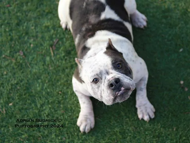 An adult medium-sized female Black Mixed Breed dog named Dreka for adoption in Nashville, TN
