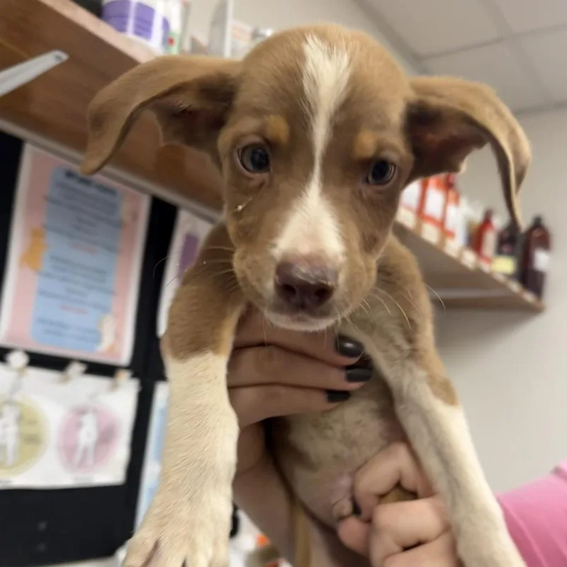 A baby small-sized male Shepherd dog named Linden for adoption in Parrish, AL