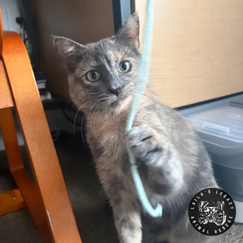 Tamarillo thumbnail 3