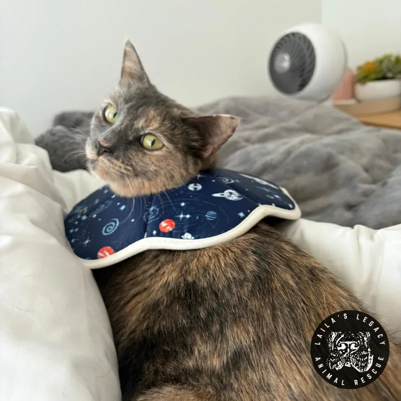 Tamarillo thumbnail 4