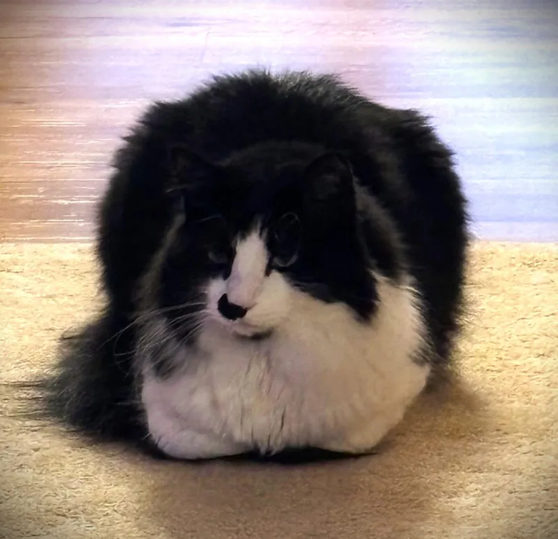 Sylvester thumbnail 4