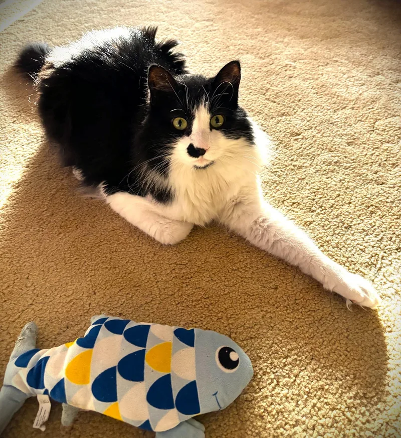 Sylvester thumbnail 5