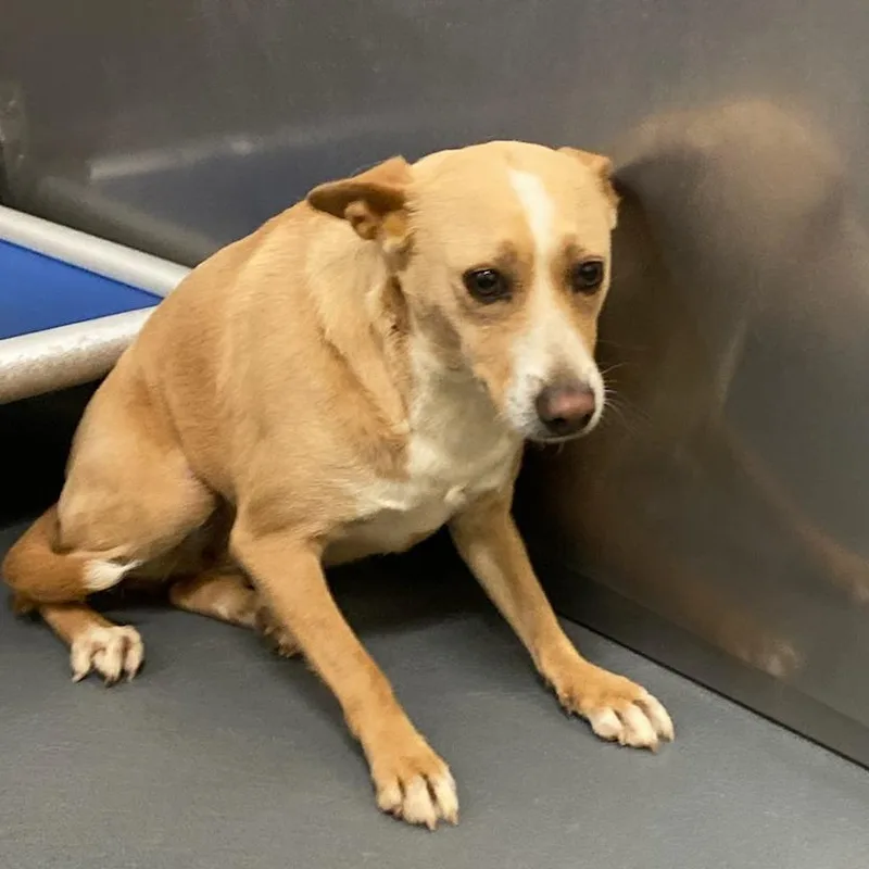 An adult small-sized female Yellow / Tan / Blond / Fawn Mixed Breed dog named Moon for adoption in Memphis, TN