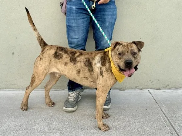 An adult large-sized male Mixed Breed dog named Leopard for adoption in New York, NY