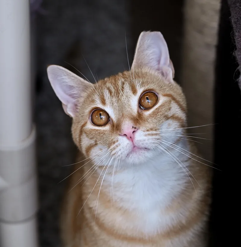 An adult medium-sized male Tabby (Orange / Red) Tabby cat named Rusty for adoption in Chattanooga, TN