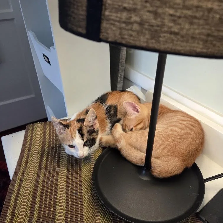 A baby small-sized male Orange / Red Domestic Short Hair cat named Peaches for adoption in Brea, CA
