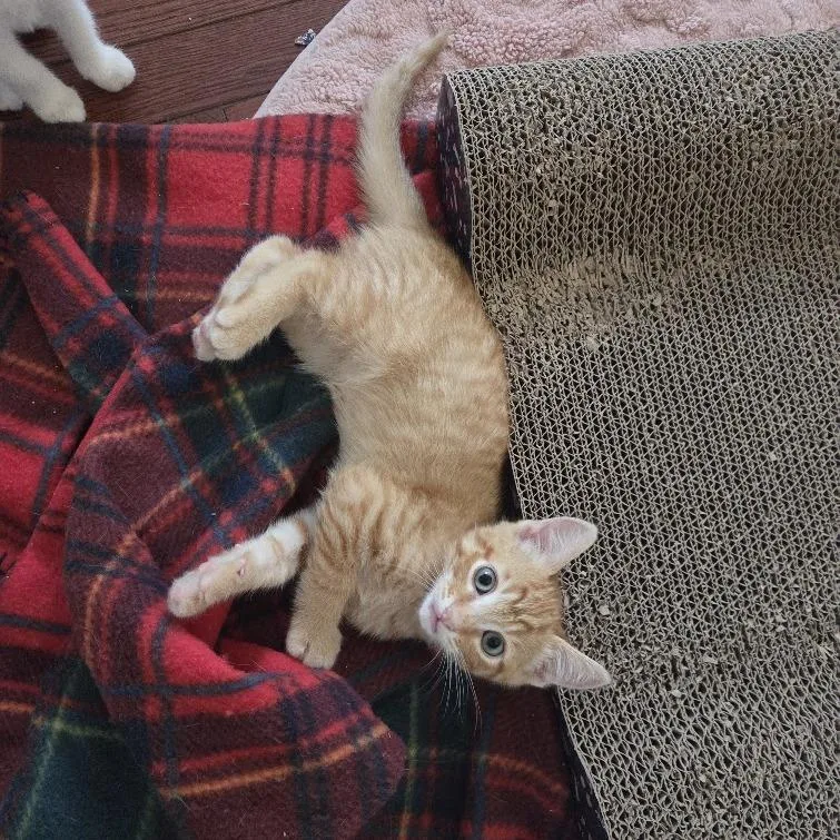 Peaches thumbnail 2