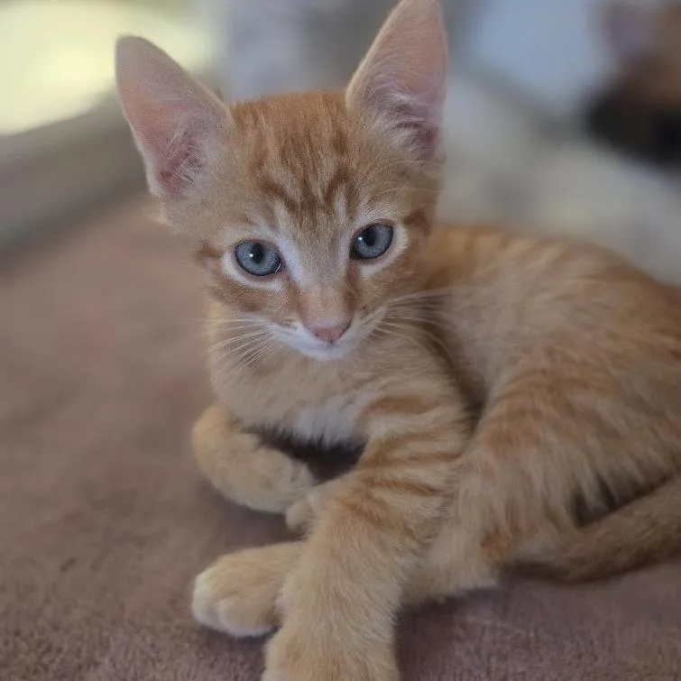 Peaches thumbnail 3