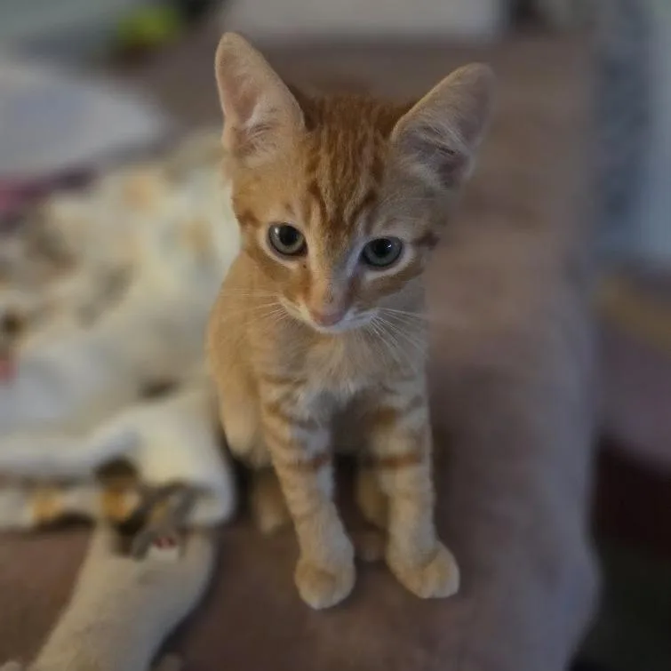 Peaches thumbnail 4
