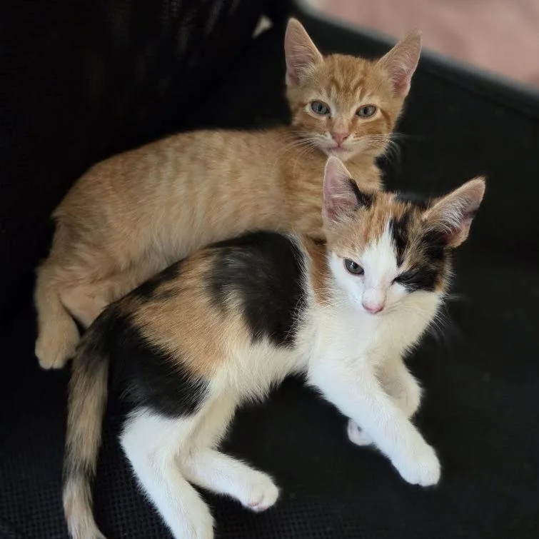 Peaches thumbnail 5