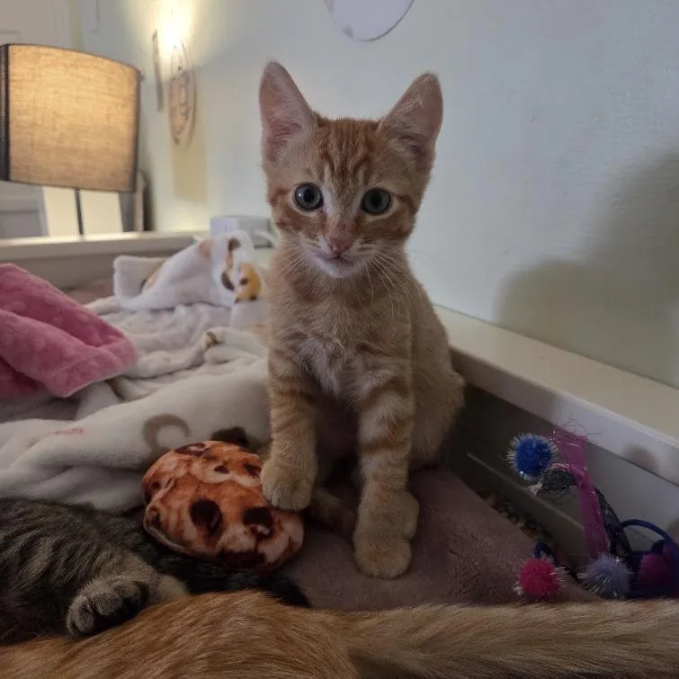 Peaches thumbnail 6