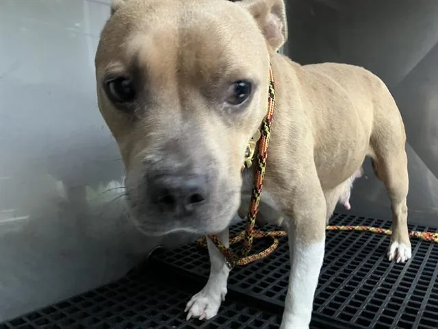 An adult medium-sized female Mixed Breed dog named Maggie for adoption in Dallas, TX
