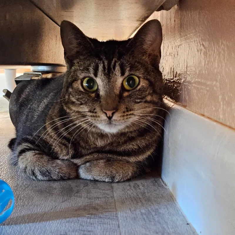 An adult medium-sized female Tabby cat named Bonnie for adoption in Altoona, PA