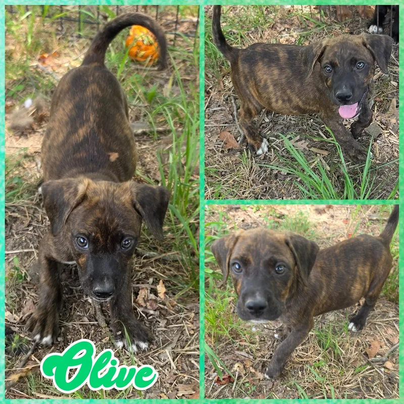 Olive