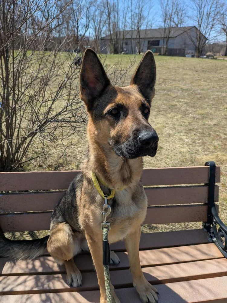 A young large-sized female Brown / Chocolate German Shepherd Dog dog named Paprika for adoption in Kalamazoo, MI