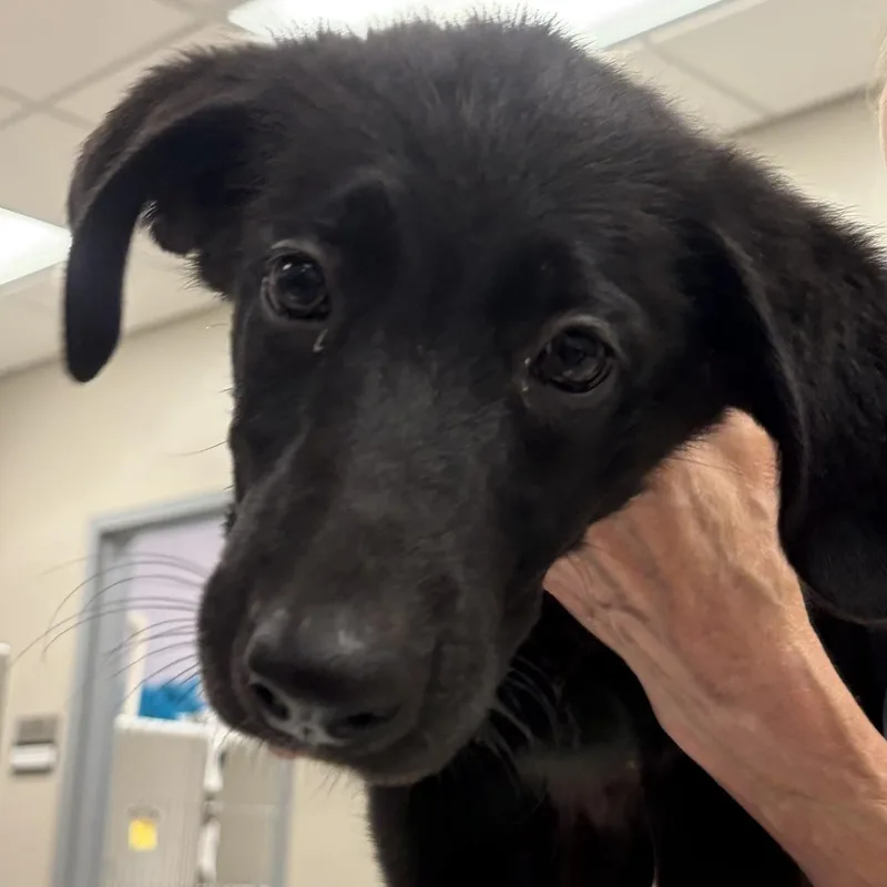 A baby extra large-sized female Mixed Breed dog named Honeycrisp for adoption in Cooperstown, NY