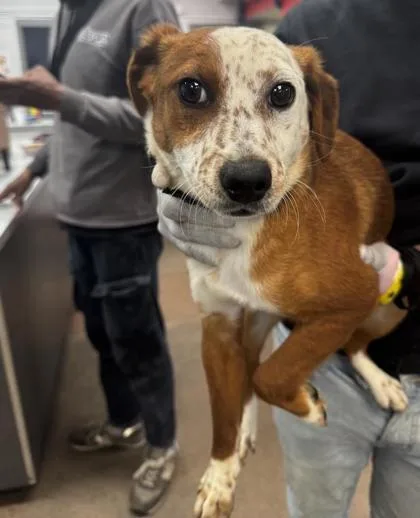 An adult medium-sized female Mixed Breed dog named Freckles for adoption in West Chester, PA