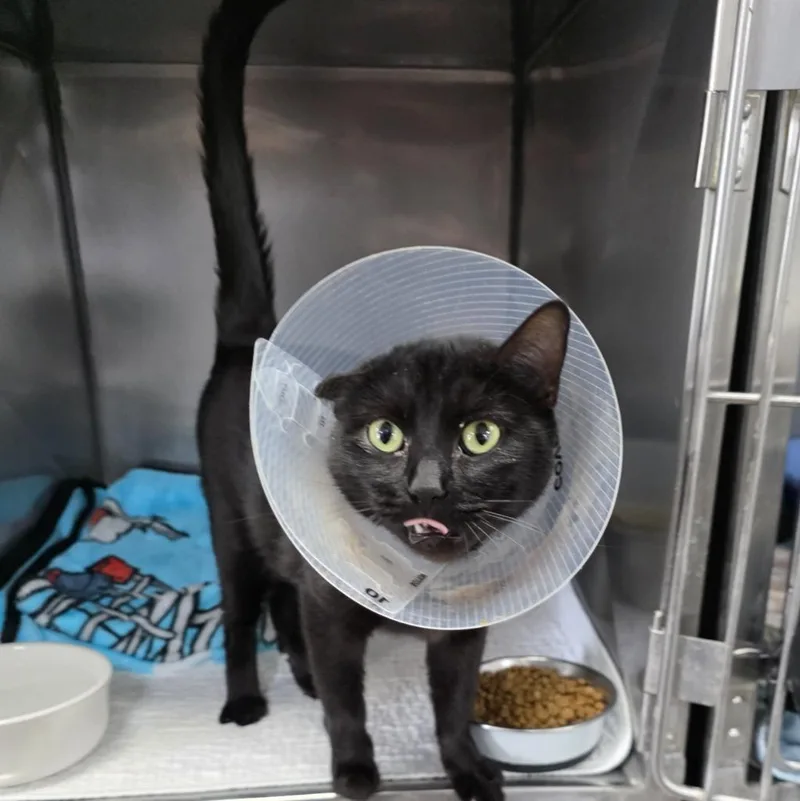A young medium-sized female Domestic Short Hair cat named Nessie for adoption in New Manchester, WV