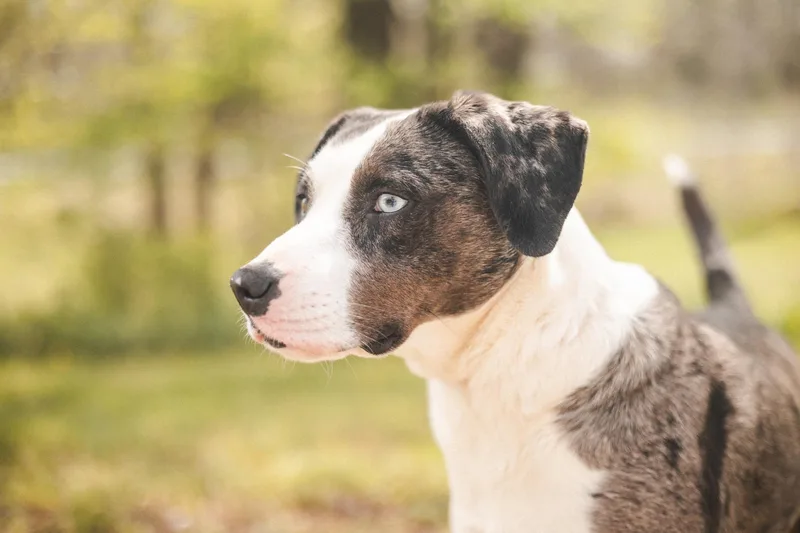 Hazel Transport thumbnail 3