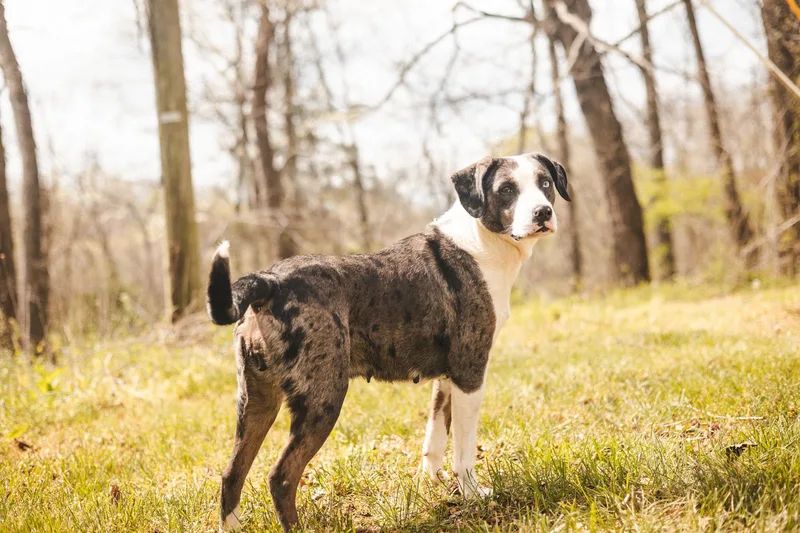 Hazel Transport thumbnail 4