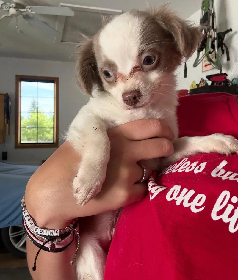 A young small-sized male Chihuahua dog named Max for adoption in Grafton, WI