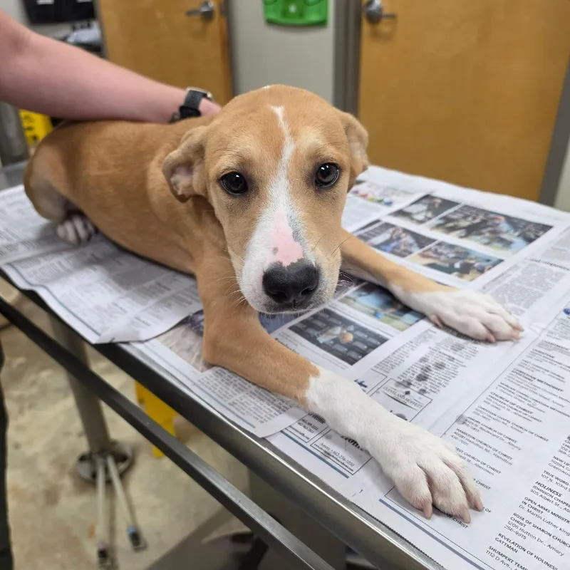 A baby small-sized female Yellow / Tan / Blond / Fawn Mountain Cur dog named Lilo U for adoption in Tupelo, MS