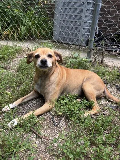A senior medium-sized female Yellow / Tan / Blond / Fawn Beagle dog named Morgan for adoption in Lafayette, IN