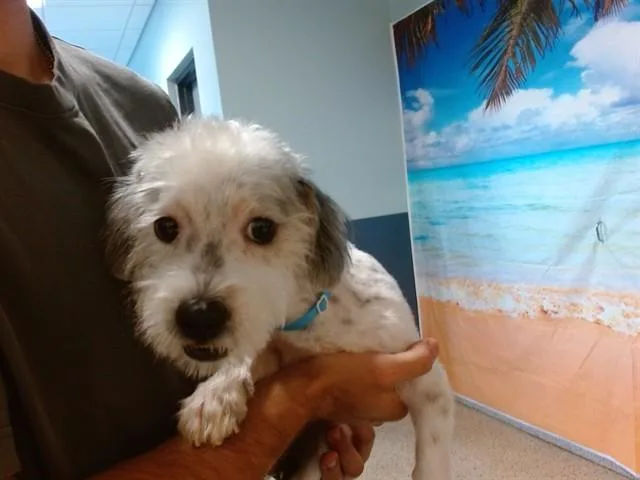 A young small-sized male Schnauzer dog named Toby for adoption in Miami, FL