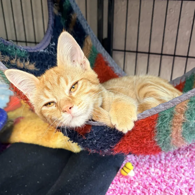 A baby medium-sized male Tabby (Orange / Red) Domestic Short Hair cat named Rooster for adoption in Bulverde, TX