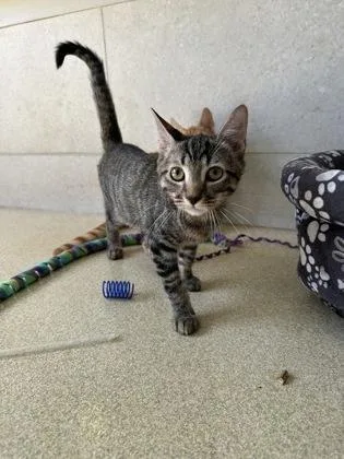 A baby small-sized male Domestic Short Hair cat named Kierian for adoption in Honolulu, HI