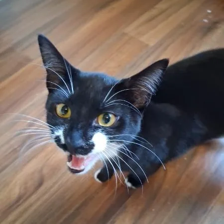A baby medium-sized male Black & White / Tuxedo Domestic Short Hair cat named Cosmopolitan for adoption in Springfield, OR