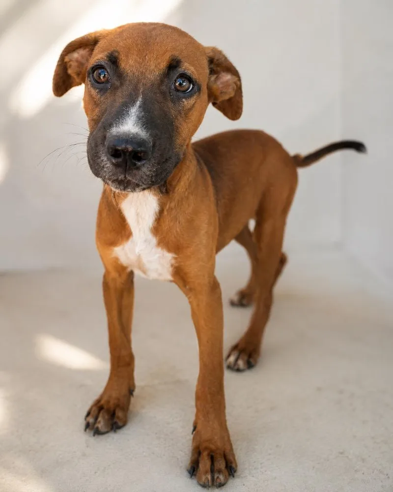 A young medium-sized male Hound dog named Kleatus for adoption in North Syracuse, NY