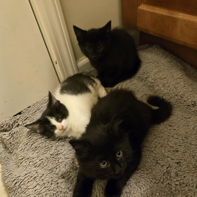 A baby small-sized female Black Domestic Short Hair cat named Amber for adoption in Concord, OH