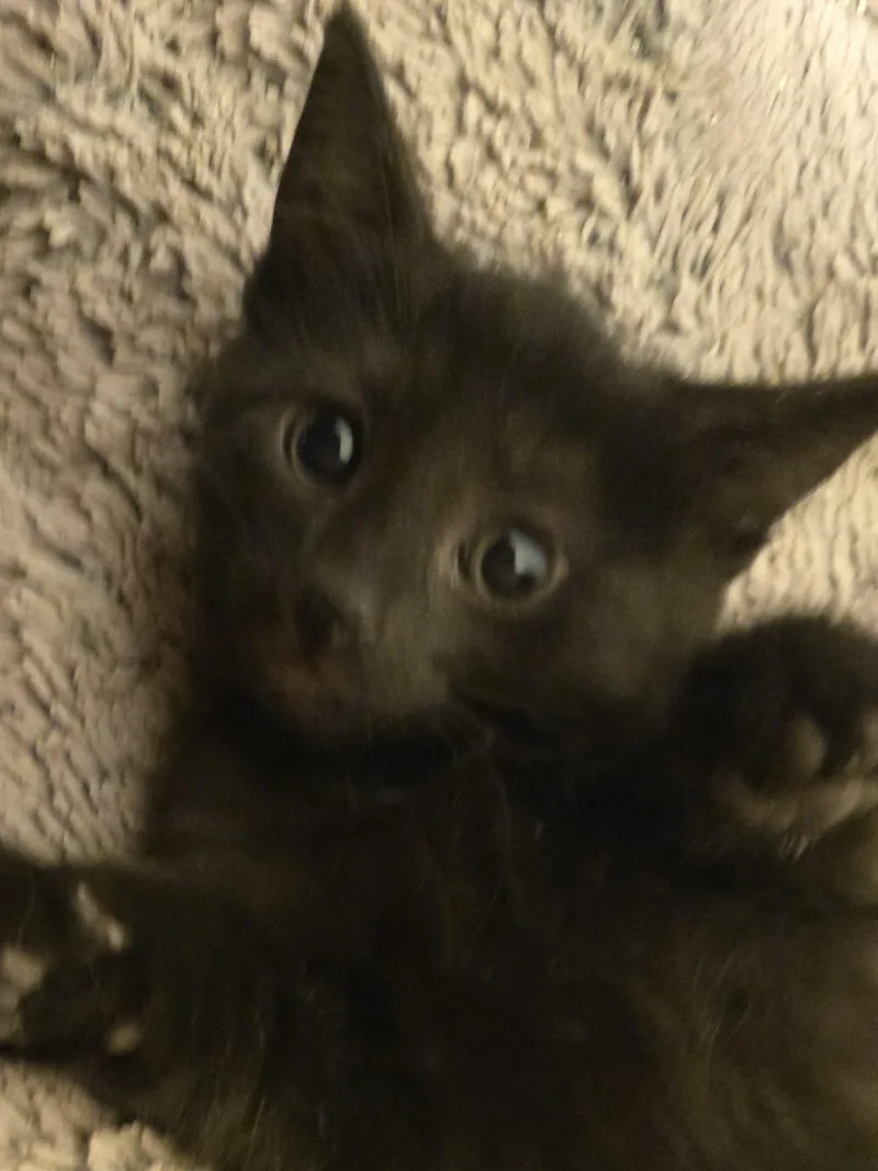 Amber thumbnail 4