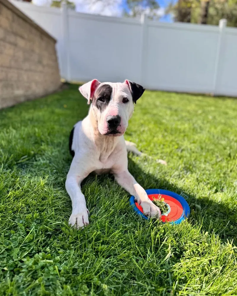 A young medium-sized female Pit Bull Terrier dog named Lucille for adoption in Washington , PA