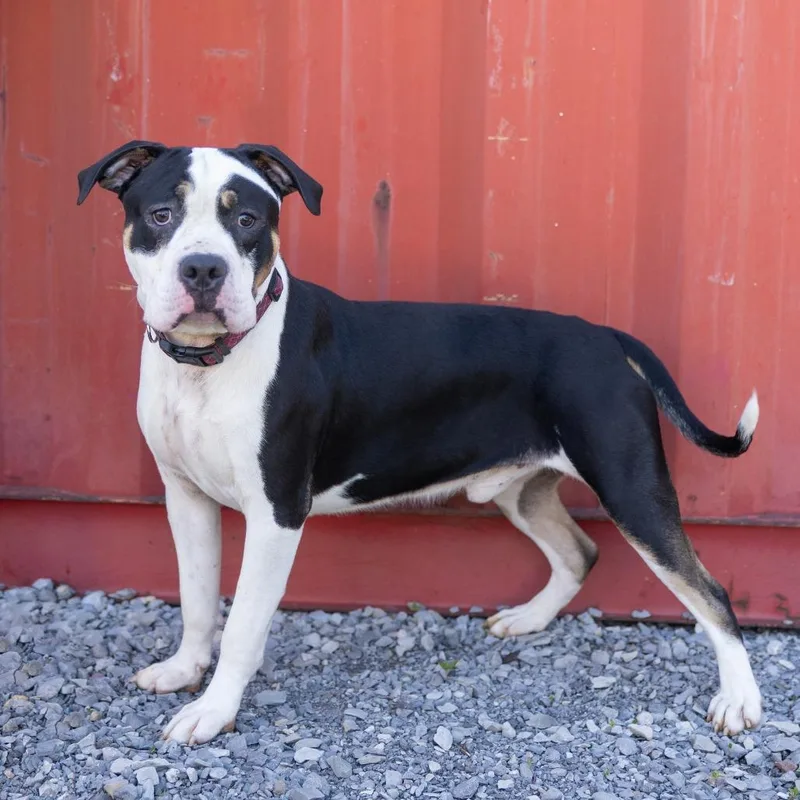 An adult large-sized male Tricolor (Brown, Black, & White) Mixed Breed dog named Boggart for adoption in Cape Girardeau, MO