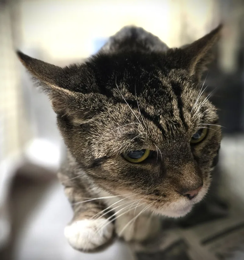 An adult large-sized female Domestic Short Hair cat named Mia for adoption in Los Angeles, CA