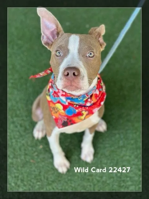 A baby medium-sized male Brown / Chocolate Pit Bull Terrier dog named Wild Card for adoption in Marietta, GA