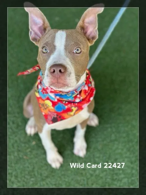 Wild Card thumbnail 2
