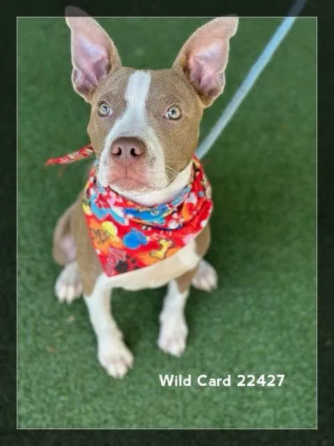 Wild Card thumbnail 3