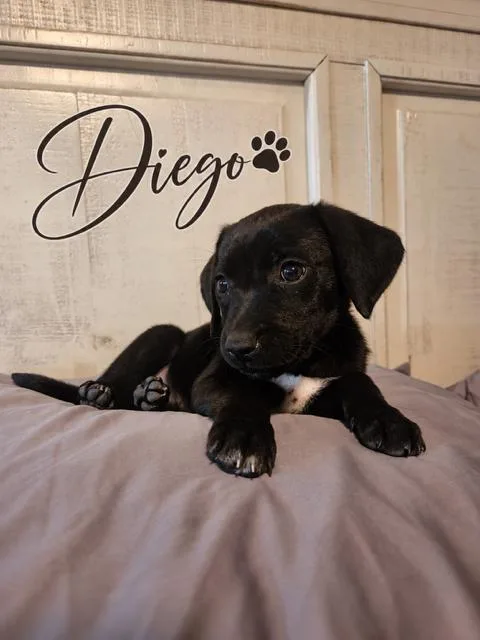 A young medium-sized male Flat-Coated Retriever dog named Diego for adoption in Midway, UT