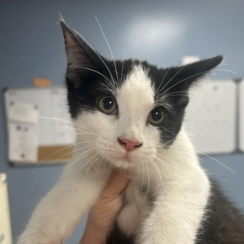 A baby small-sized male Black Domestic Short Hair cat named Duck for adoption in St Joseph, MO