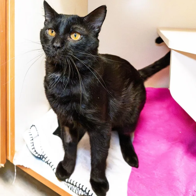 An adult large-sized male Black Domestic Short Hair cat named Ink for adoption in South Elgin, IL