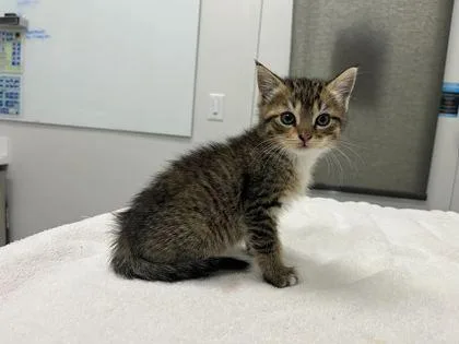 A baby small-sized female Brown / Chocolate Domestic Short Hair cat named Kettle Corn for adoption in Kansas City, MO