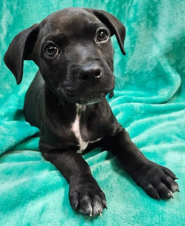 A baby small-sized male Pit Bull Terrier dog named Robin for adoption in Mobile, AL