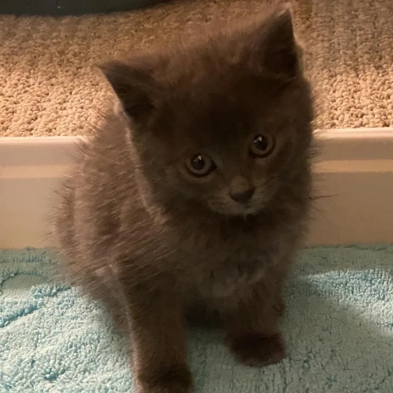 Daffodil thumbnail 2